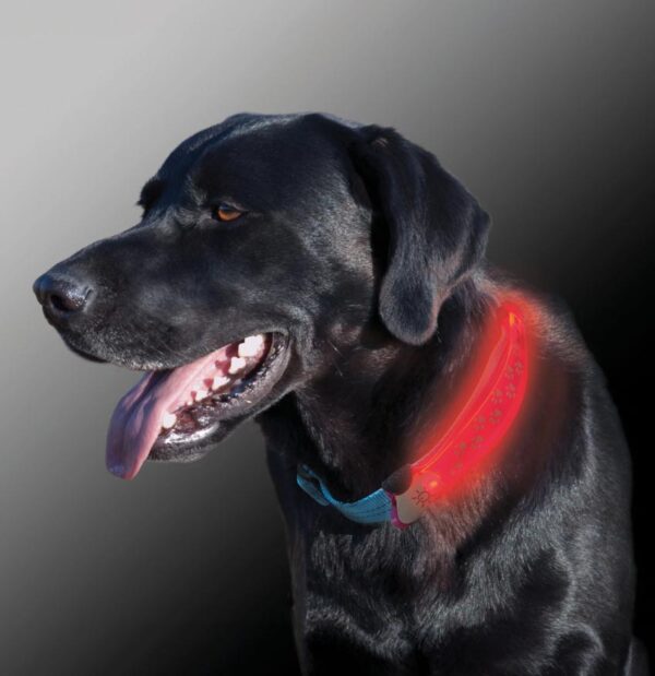 Collare luminoso Nite Dawg Large Orange - immagine 3